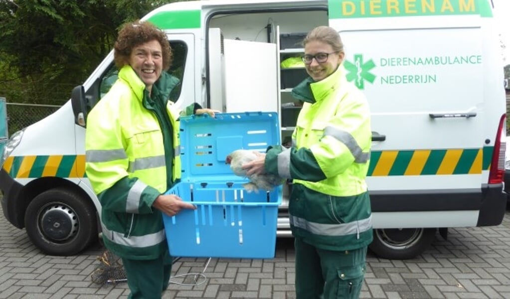 Carole en Marieke, met een gevonden kip uit Rhenen, bij de ambulance die vervangen moet worden. (foto: Marnix ten Brinke)