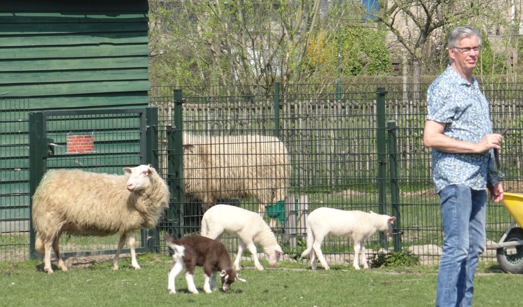 7 schapen, 2 pony’s, 7 geiten en een varken gaan de kinderboerderij verlaten. 