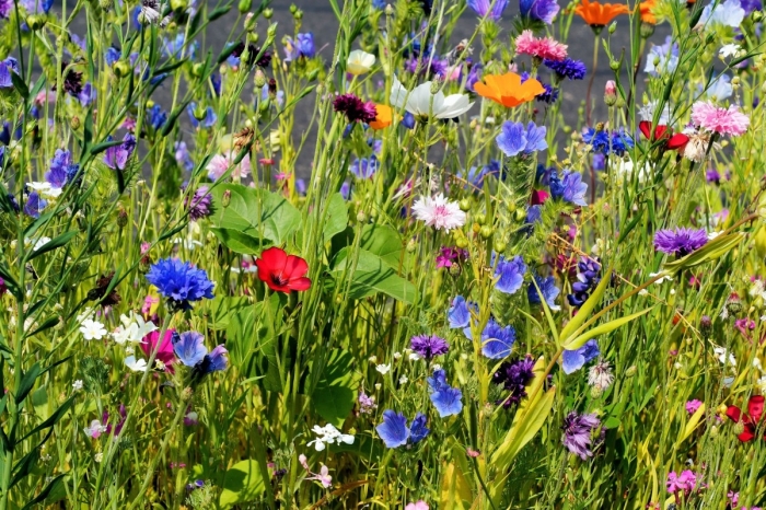 Bloemenweelde in Heuvelrugtuin