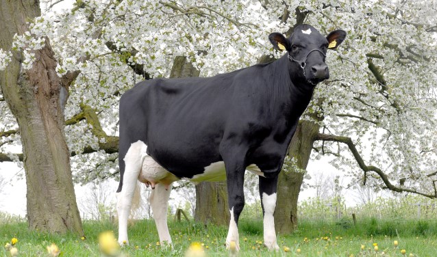 Open Boerderijendag