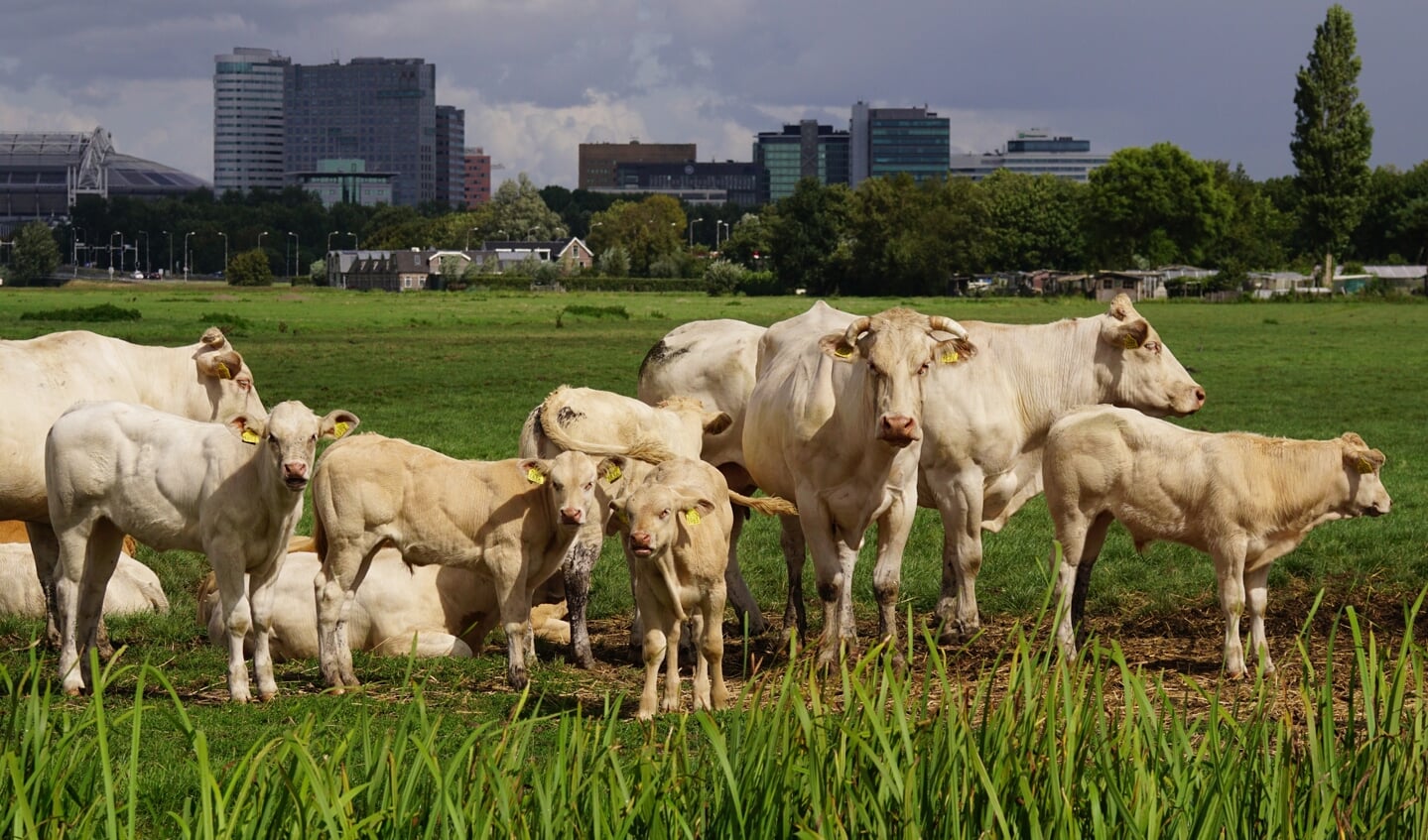 De blonde d’Aquitaine vleeskoeien van Gijs zijn bekend in Ouderkerk en omgeving. De koeien zijn tijdens de Amstellanddag van dichtbij te bewonderen. 
