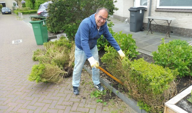 Bewoner rooit zijn buxusheg.