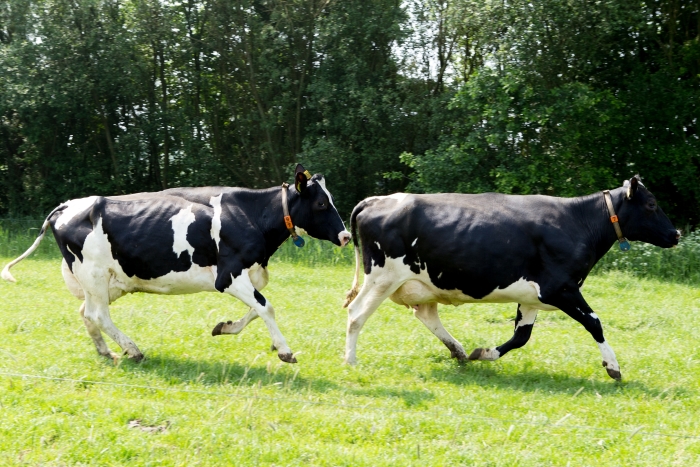 Koeiendans tijdens een eerdere editie van de Lentefair