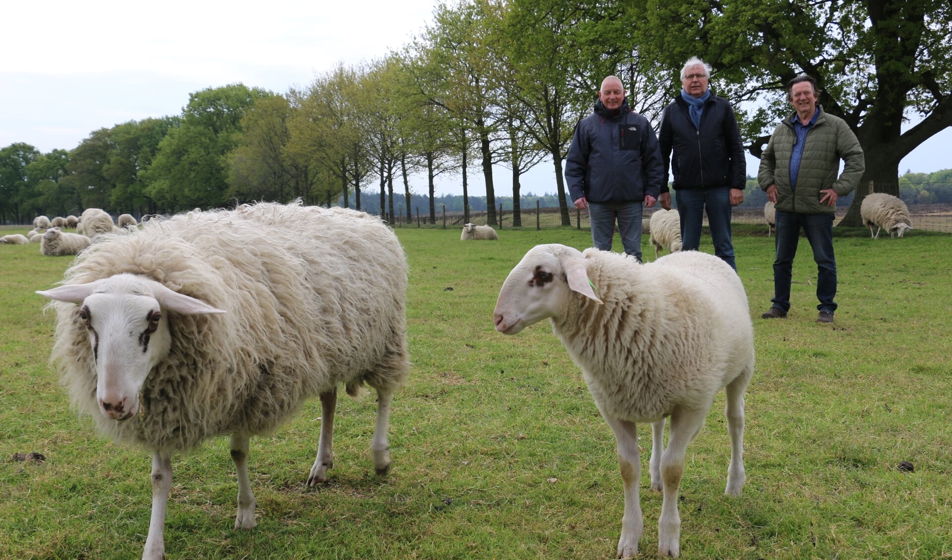 Vlnr: William, Herman Prangsma en Alan Geensen op locatie bij de Edese schapen.