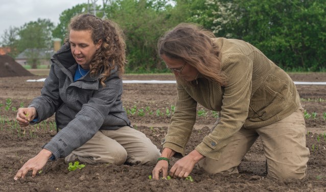 Klarien Klingen en Maria van Maanen poten sla in hun zelfpluktuin De Wilde Peen.