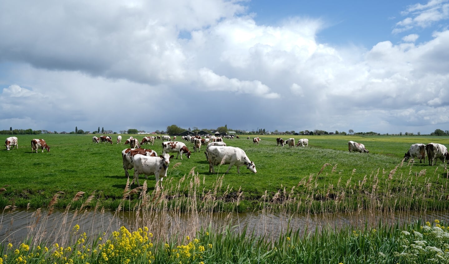 Hier is het om te doen: bloeiende, groene polders. 