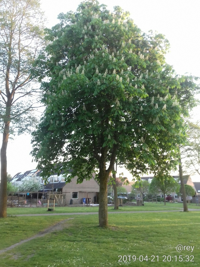 Kastanjeboom