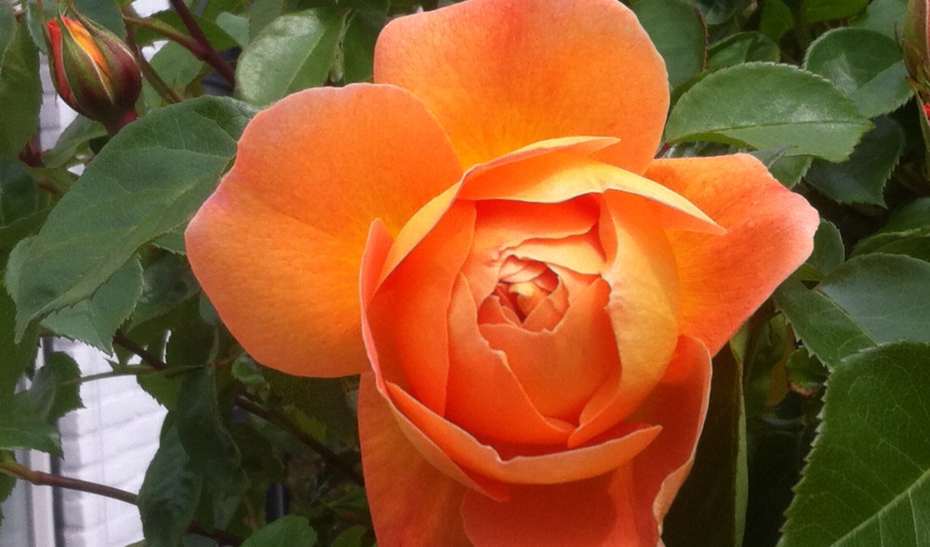 Oranje roos