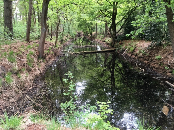 Jong groen in het Baarnse Bos
