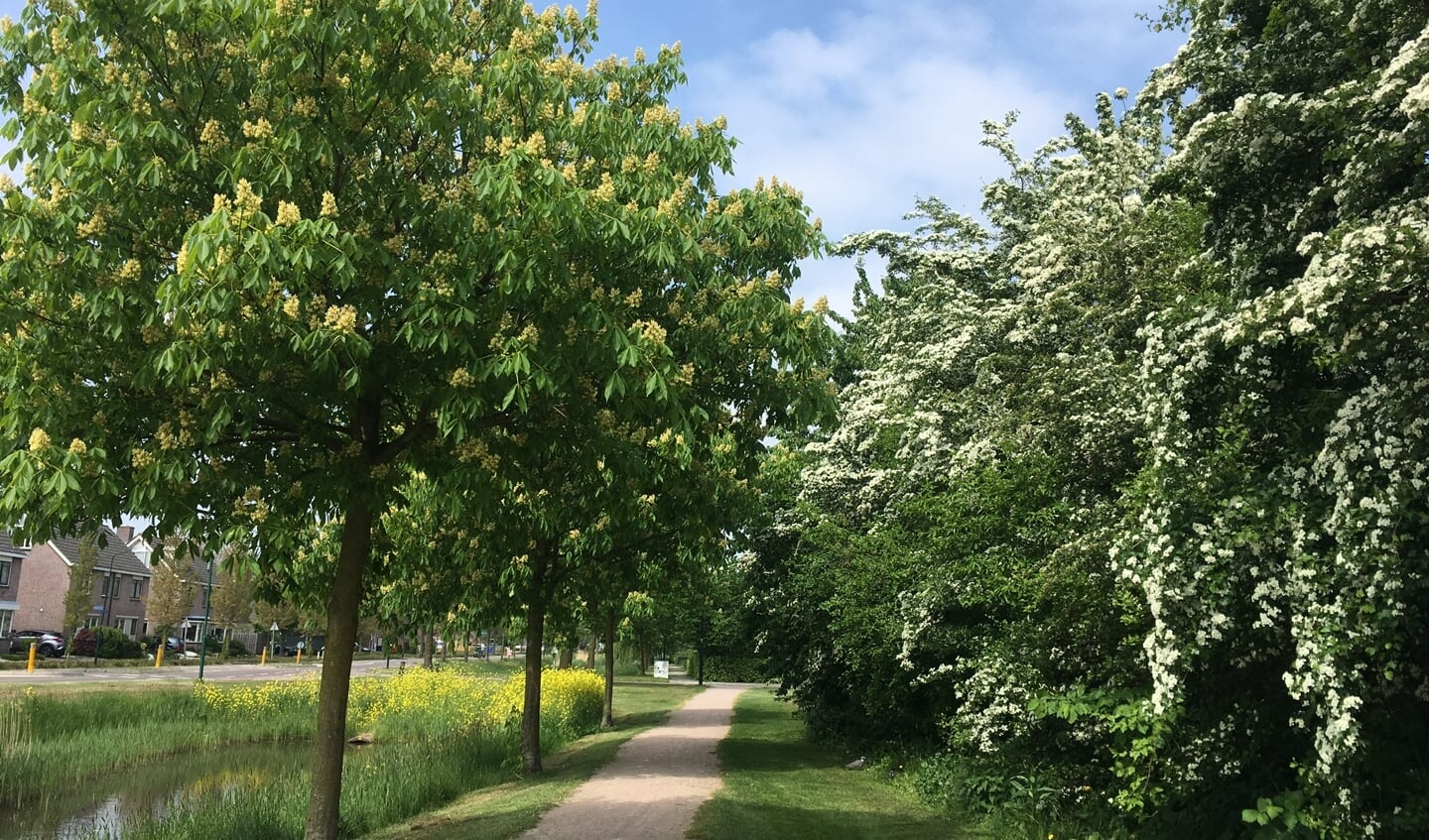 Bloeiende bomen langs de Bestevaerweg