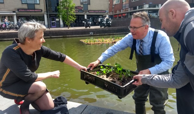 Wethouder Geerdes plaatst plantjes