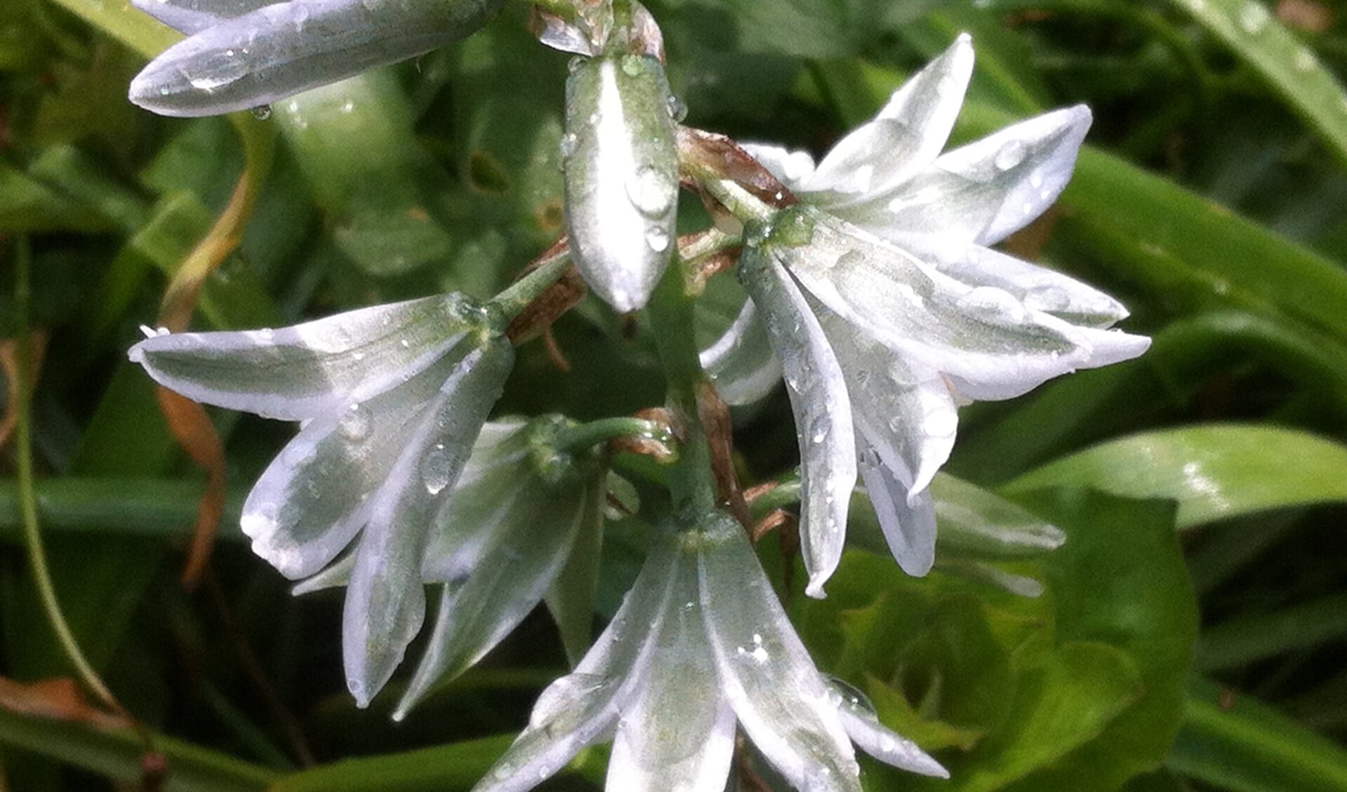 Allium Triquetrum (driekantig look)