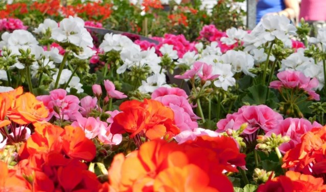 Bloemenmarkt HHG Putten, zaterdag 11 mei.