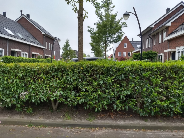 struiken Tabaksteeg