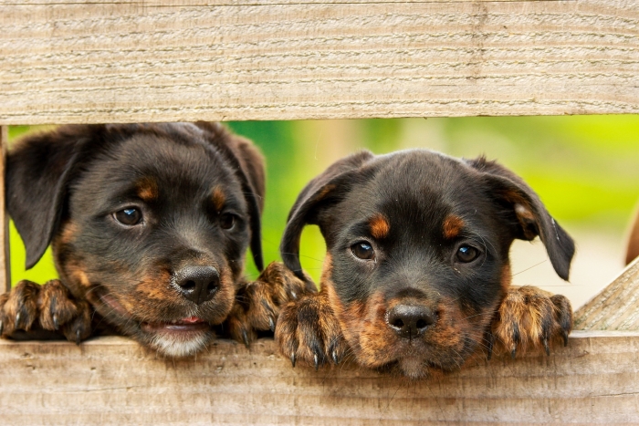 honden door e schutting