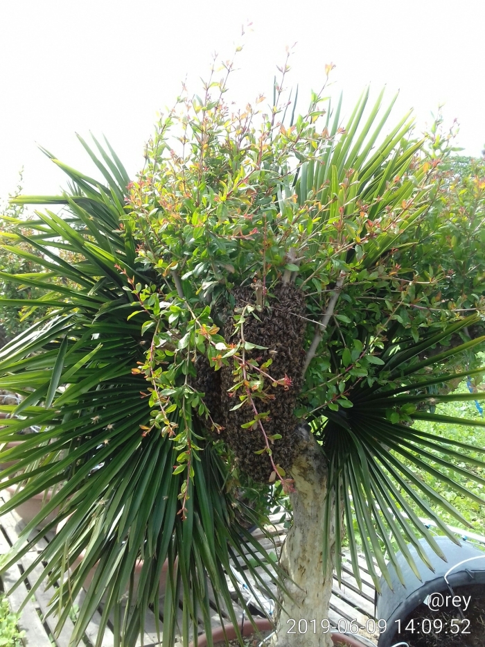 zwerm DirectPlant