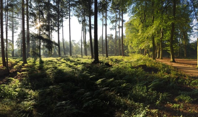De bossen rond Lage Vuursche.