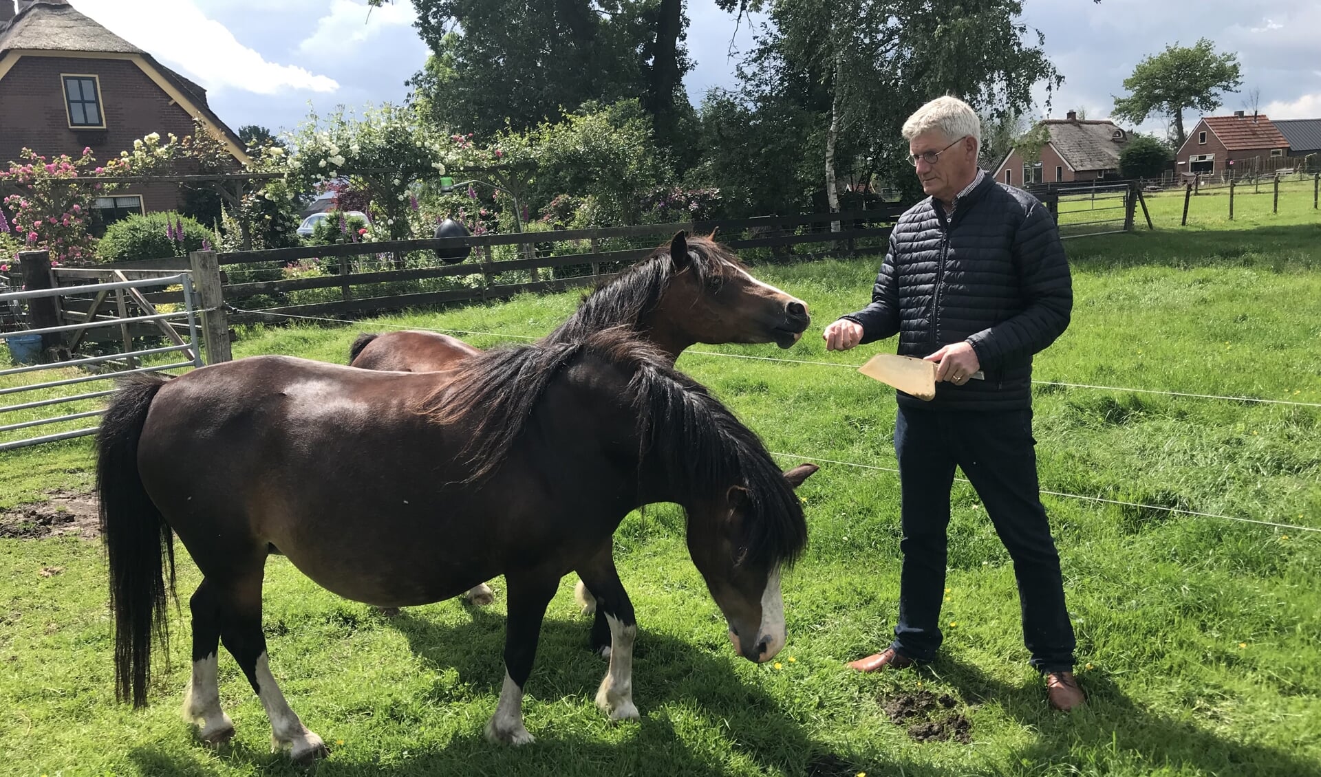 Aart Zoet met twee Welsh Pony's uit zijn fokkerij in het Puttense buurtschap Hoef.