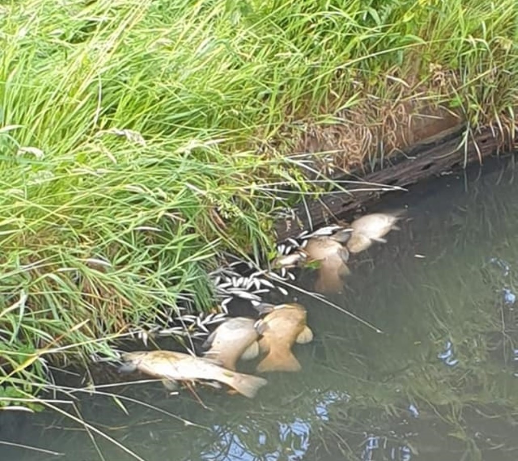 Vooral in de wijken Nieuwland en Schothorst waren veel dode vissen te zien.