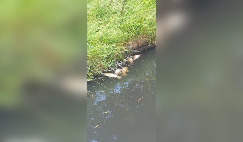 Vooral in de wijken Nieuwland en Schothorst waren veel dode vissen te zien.