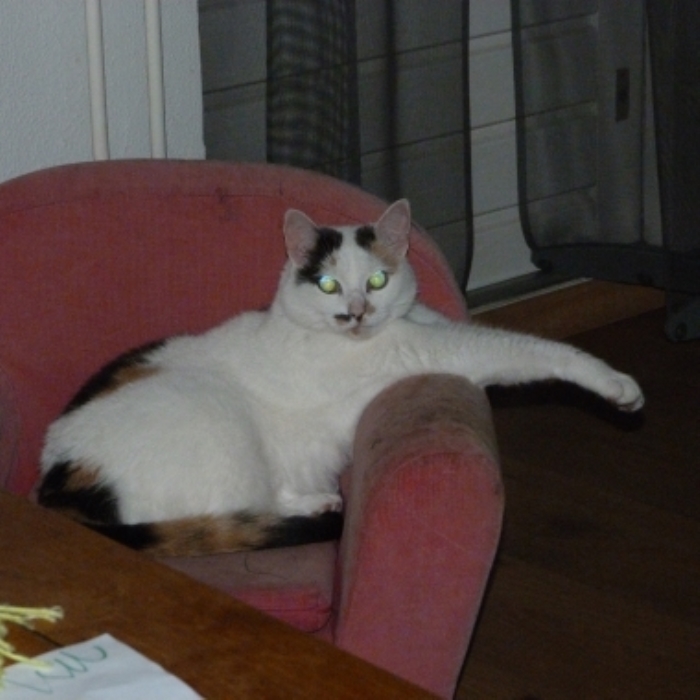Vermiste kat Ottersgat Hoevelaken
