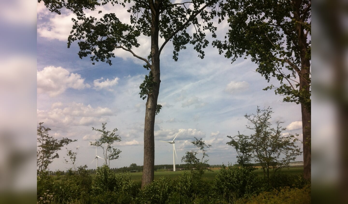 Bomen en windmolens