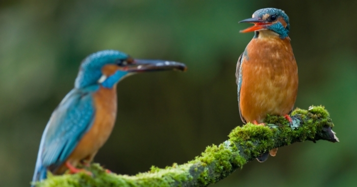 IJsvogel