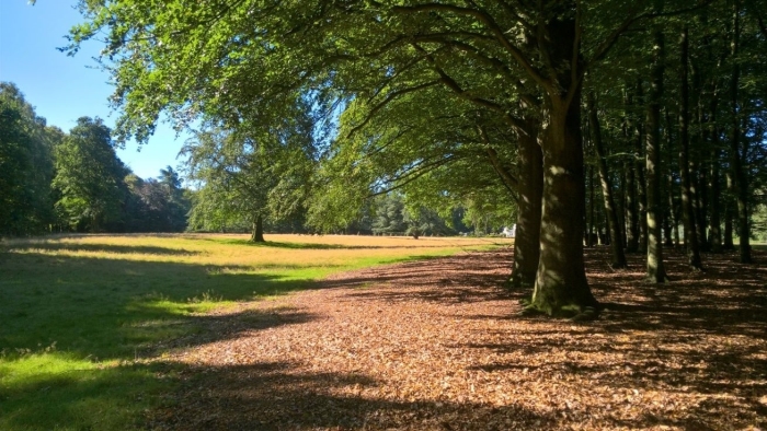 ervaar de stilte in het bos met IVN