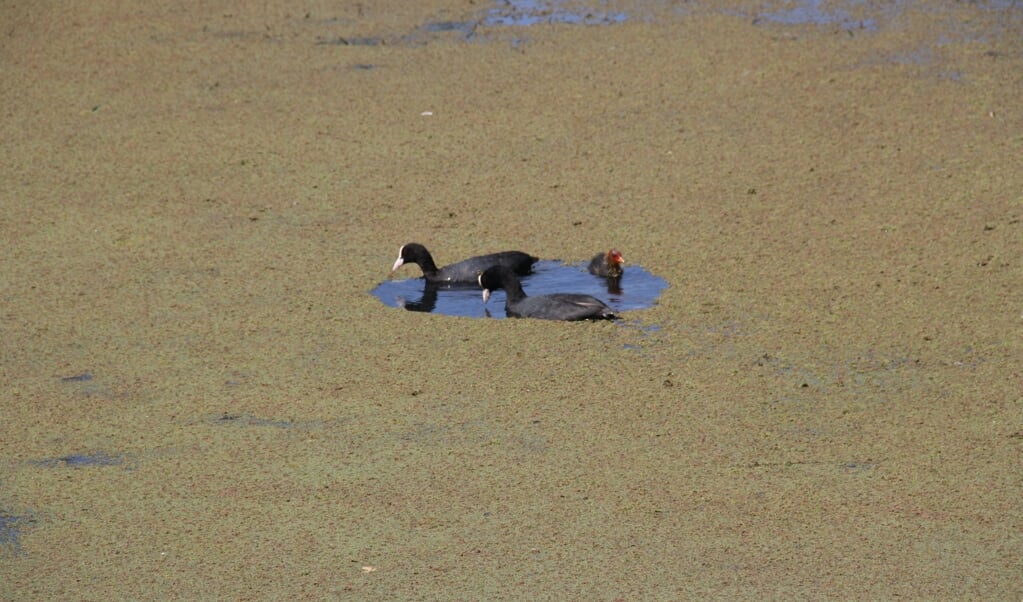 Een dikke laag Kroosvaren: watervogels kunnen niet meer fourageren en raken opgesloten.