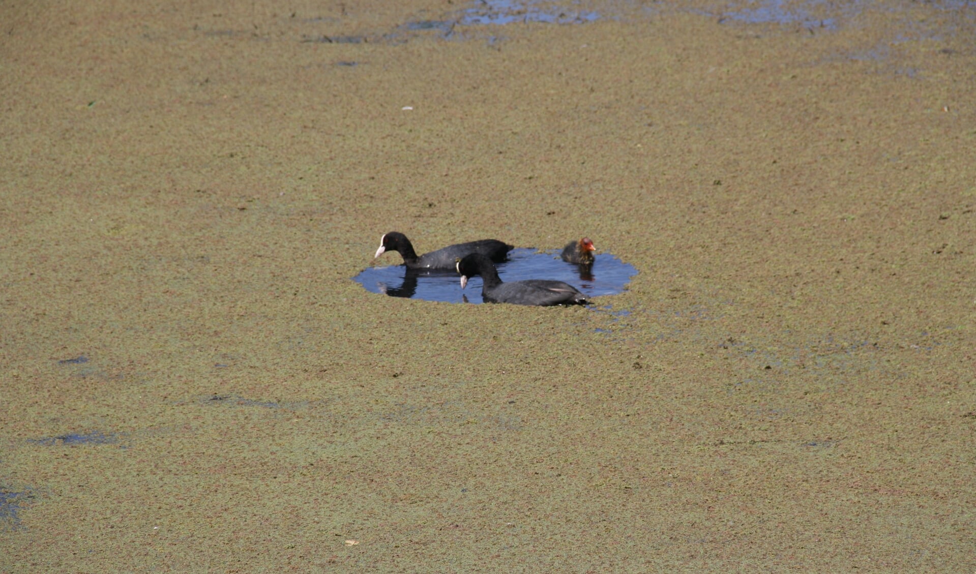 Een dikke laag Kroosvaren: watervogels kunnen niet meer fourageren en raken opgesloten.