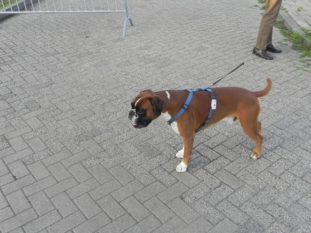 Loop door Houten was weer een feest Houtens Nieuws Nieuws uit de