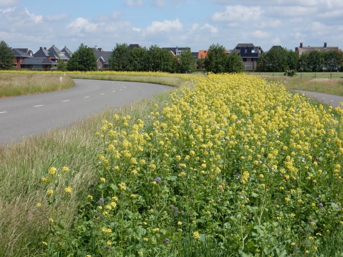 De Bijenbaan