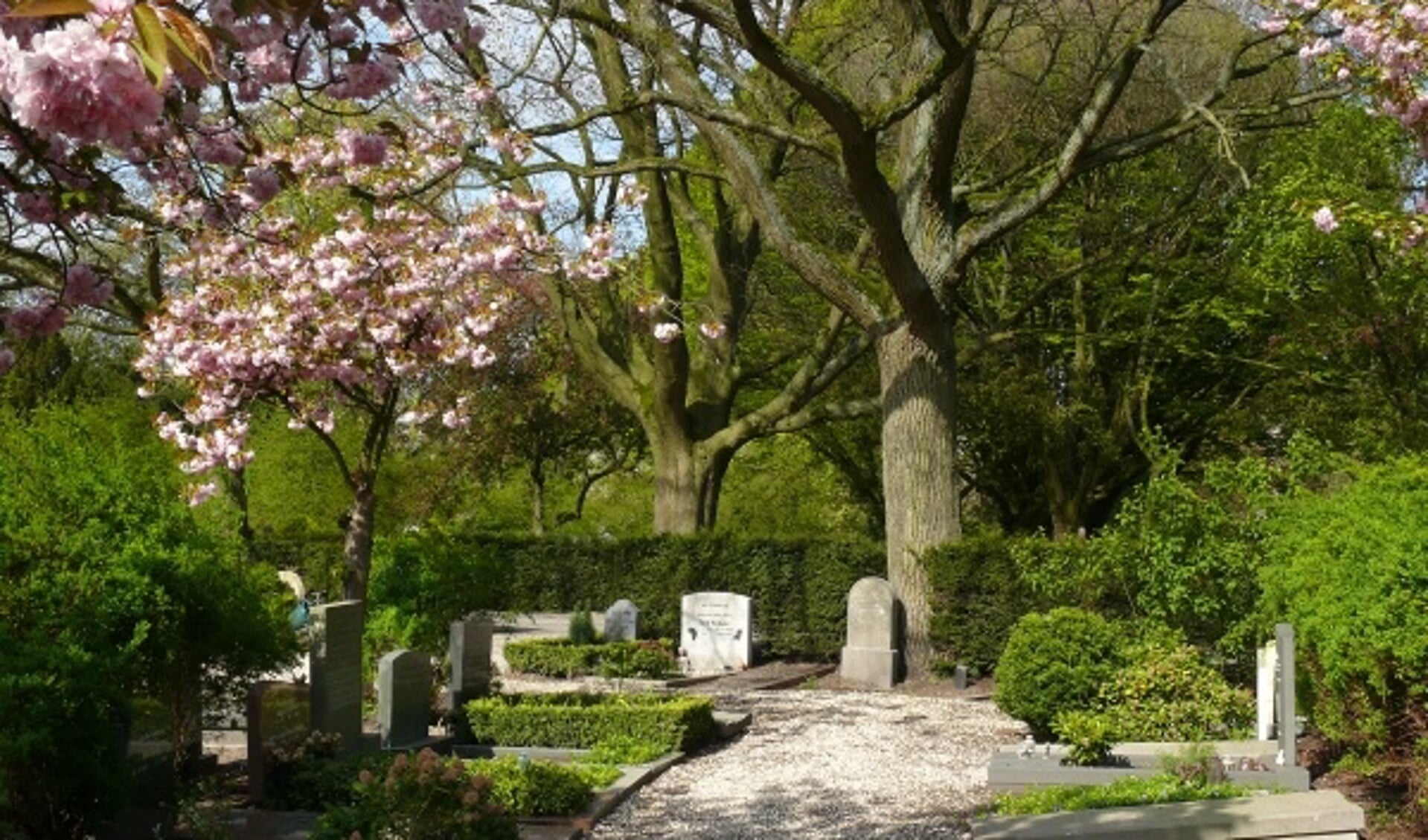 Ook de monumentale bomen op de begraafplaats komen aan bod.