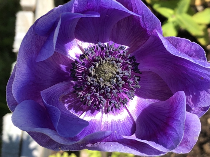 Anemone coronaria