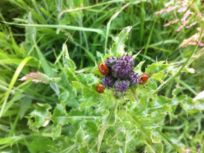 Drie lieveheersbeestjes te gast bij een Kruldistel