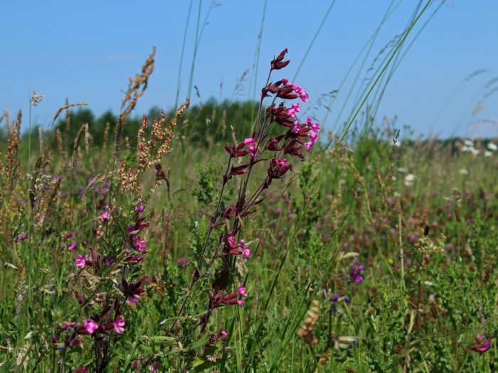Zomer in Bloeidaal