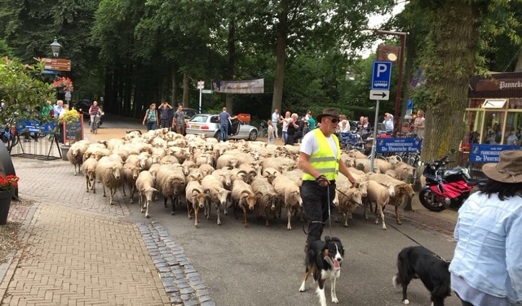Zondag zullen de schapen weer door de Dorpsstraat in Lage Vuursche lopen.