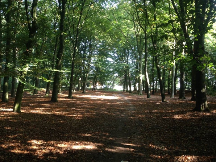 Het Amerongse Bos