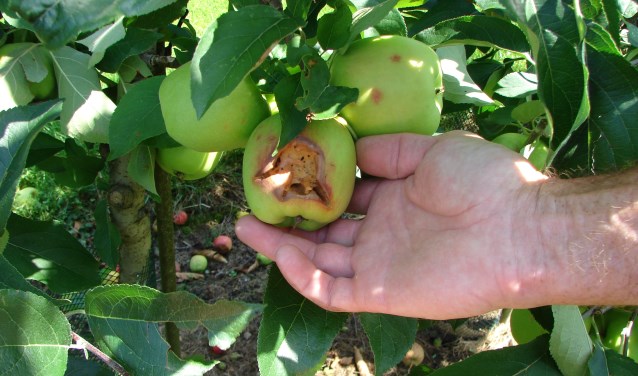 Schade bij het appelras Delcorf