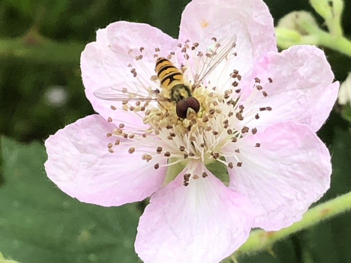 Bloesem van een bramenstruik