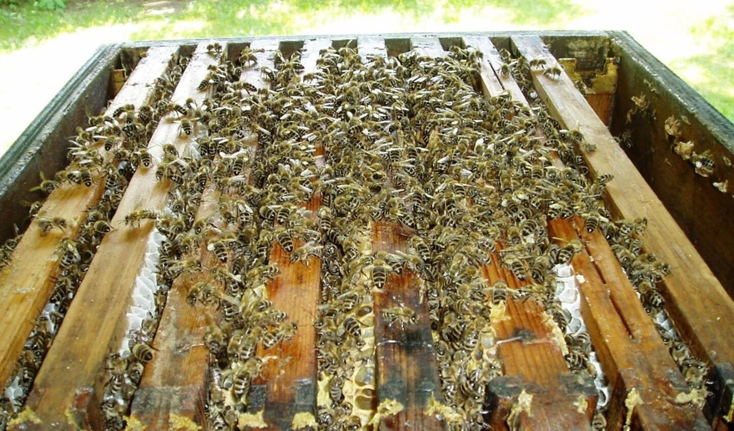 Een geopende bijenkast waar bijen op de raampjes lopen.