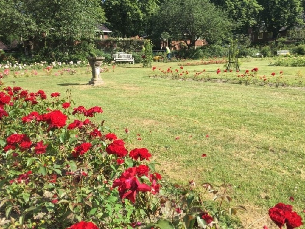 De rozen in het rosarium staan er prachtig bij.