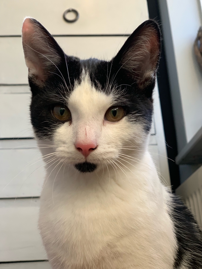 Onze kitten
