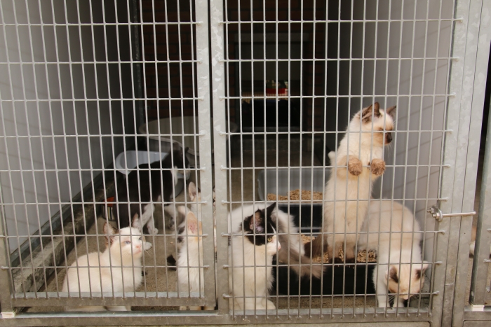 Veel katten wachten op een nieuw baasje.