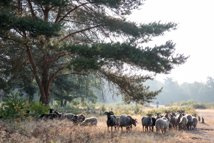 Schapen lopen op Krachtighuizerhei