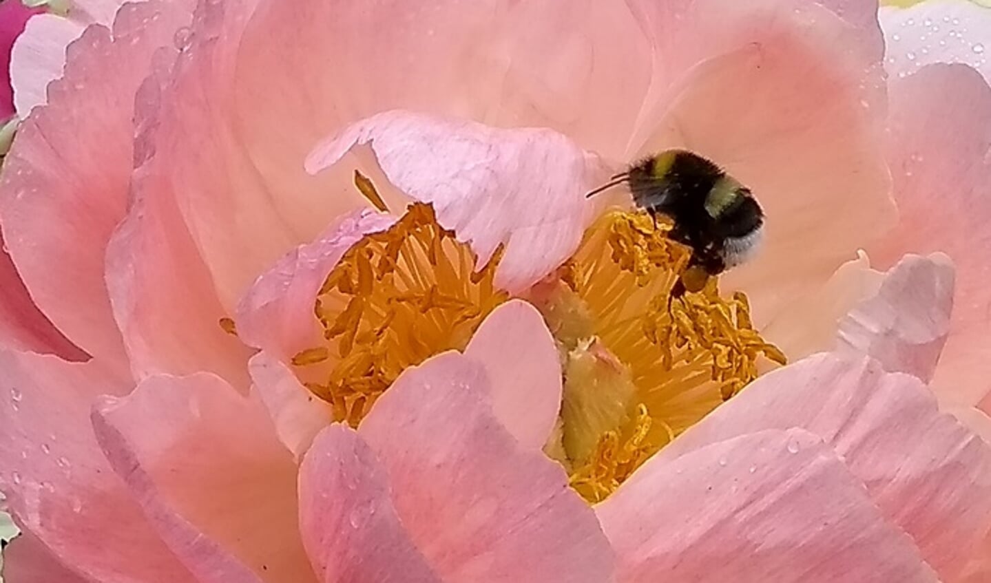Een hommel is heerlijk aan het snoepen van een pioenroos, op de camping in Hoevelaken