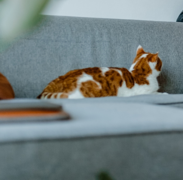Vermiste poes De Boomgaard Nijkerk.