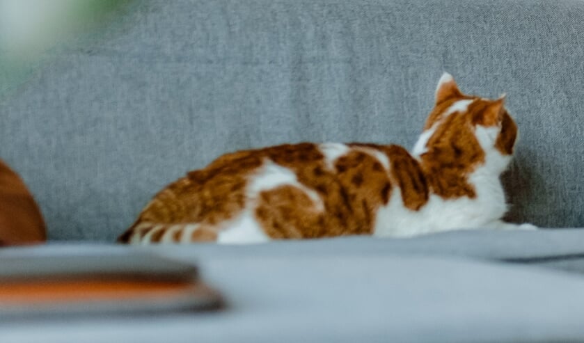 Vermiste poes De Boomgaard Nijkerk.