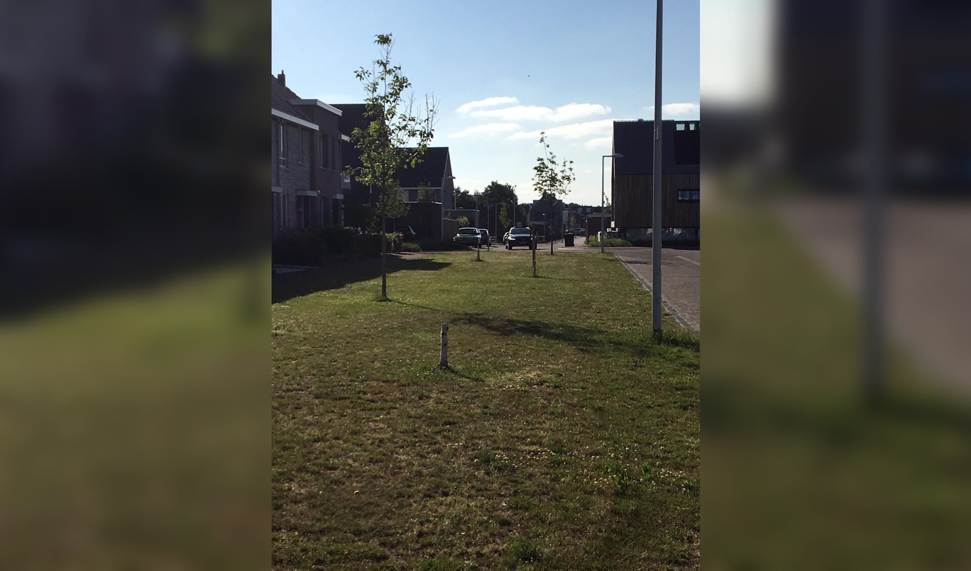 In de wijken Veller en Eilanden-Oost slaat de aanplant van tientallen bomen niet goed aan.