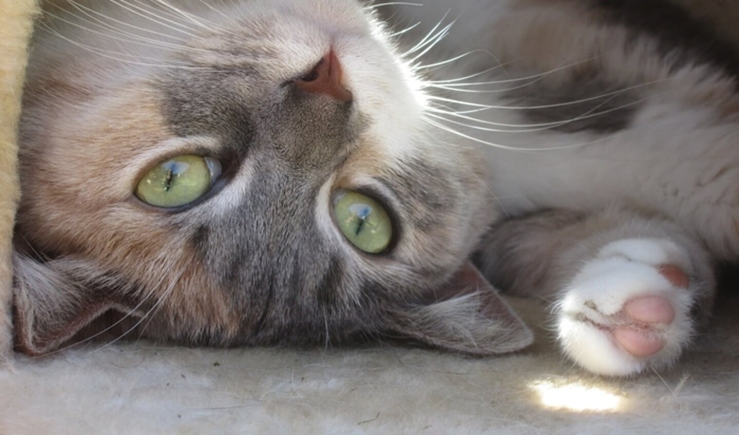 Lola, de kat van Patricia Smithjes, geniet in de tuin van de zomerse temperaturen.